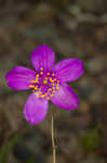 Largeflower fameflower